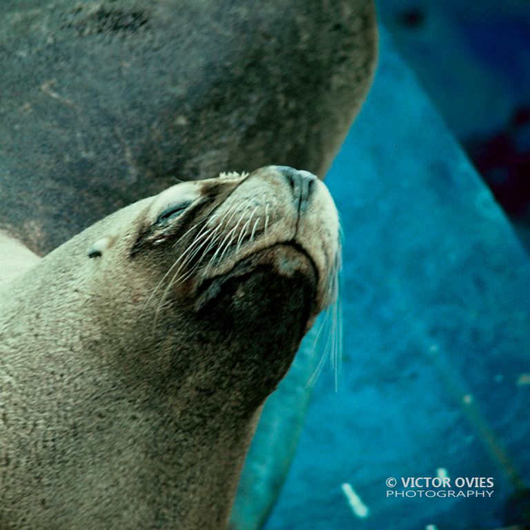 Lobo marino en Puerto Madryn